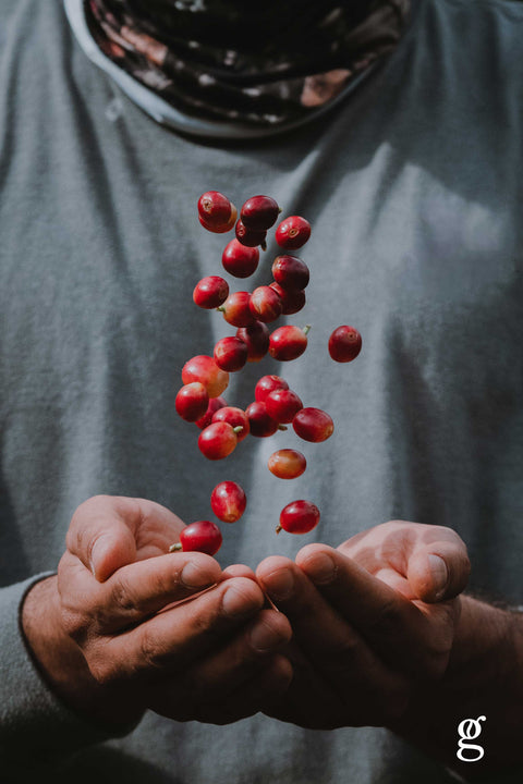 Red berries falling between two hands against a gray background