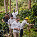 Group of people exploring a coffee farm