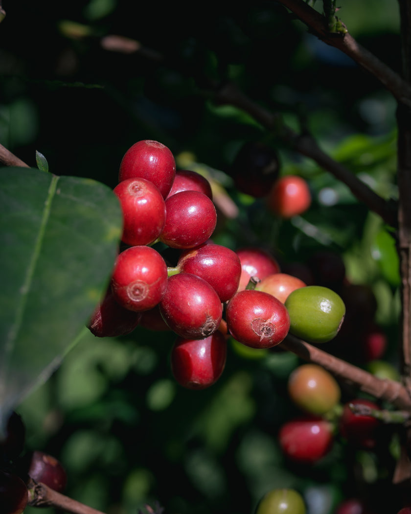 Red coffee berries with a green one on a branch.