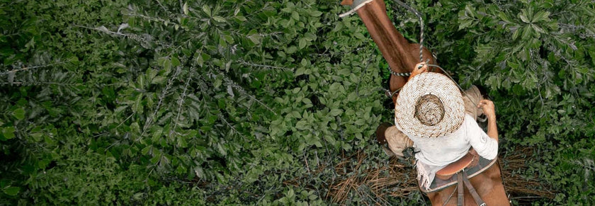 The Richest Coffee in the World